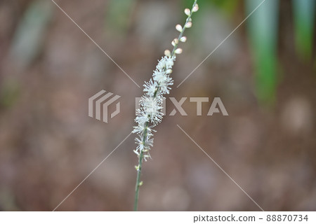 Cimicifuga bitern on Mt. Takao in summer 88870734