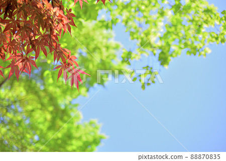 青葉秋葉和野村秋葉 青葉秋葉和野村秋葉 88870835