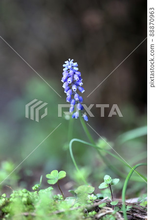 Muscari Muscari 88870963