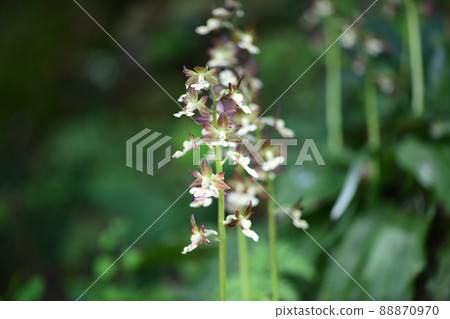 Ebene (Ebene) Ebene (Ebene) 88870970