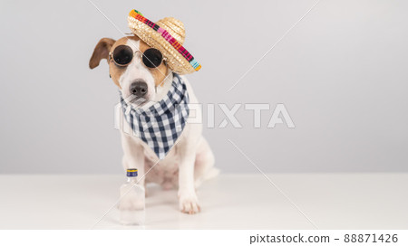 Jack Russell Terrier dog dressed as a Mexican. Jack Russell Terrier dog dressed as a Mexican. 88871426