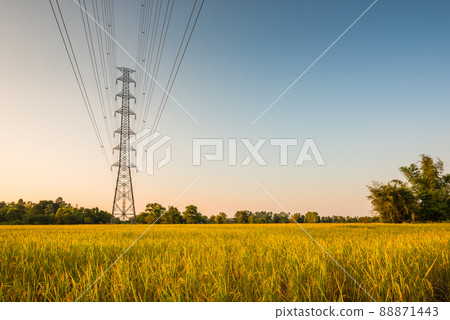 Fresh rice paddy in field Fresh rice paddy in field 88871443