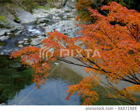 Emerald green Matsuo River and autumn leaves in Nishiiyayama, Tokushima Emerald green Matsuo River and autumn leaves in Nishiiyayama, Tokushima 88871888