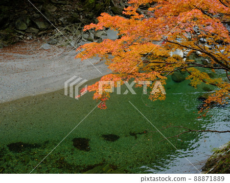 Clear stream Matsuo River and maple shining in emerald green Clear stream Matsuo River and maple shining in emerald green 88871889