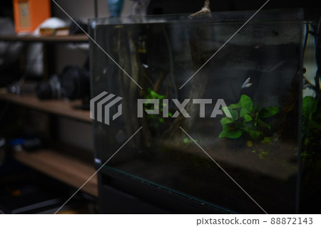 Aquarium Aquarium 88872143