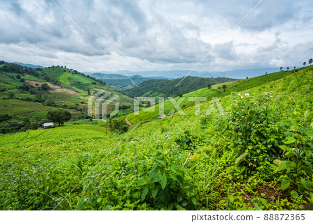 Corn farm plantation on hill landscape with Mountain View background Corn farm plantation on hill landscape with Mountain View background 88872365