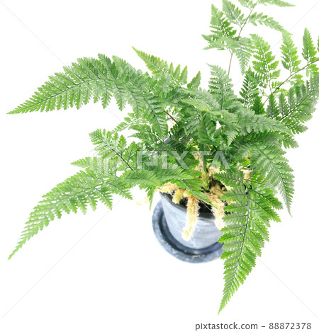Ornamental plant, Tokiwashinobu leaf [white background] 88872378