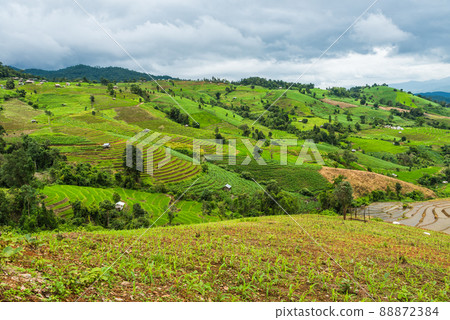 Corn farm plantation on hill landscape with Mountain View background 88872384