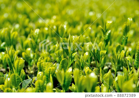 一番茶茶園 一番茶茶園 88872389