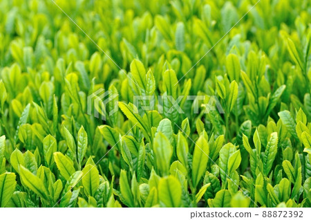 一番茶茶園 88872392