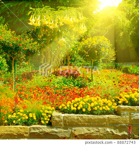 Bright flower bed with flowers Bright flower bed with flowers 88872743