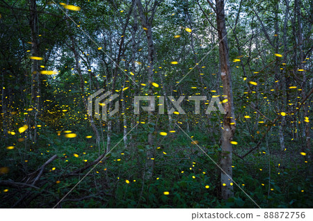 Firefly, lightning bugs flying at night in the forest Firefly, lightning bugs flying at night in the forest 88872756