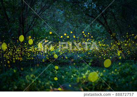 Firefly, lightning bugs flying at night in the forest 88872757