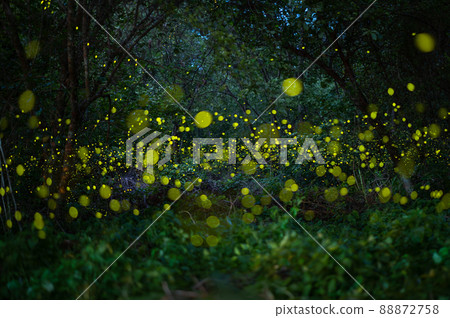 Firefly, lightning bugs flying at night in the forest 88872758