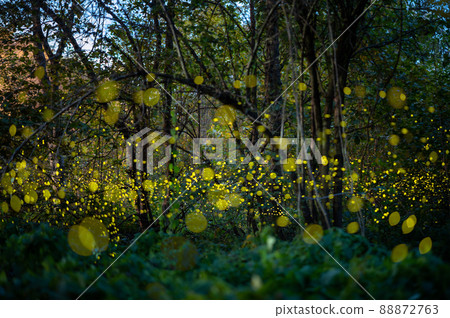Firefly, lightning bugs flying at night in the forest 88872763