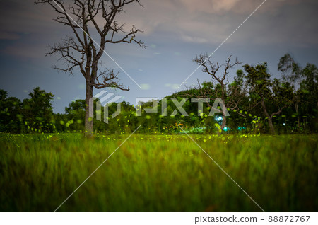 Firefly, lightning bugs flying in the field at night Firefly, lightning bugs flying in the field at night 88872767