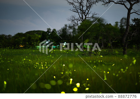 Firefly, lightning bugs flying in the field at night Firefly, lightning bugs flying in the field at night 88872776