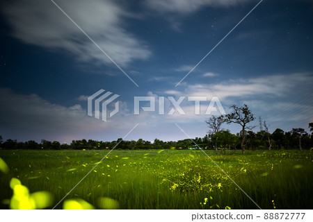 Firefly, lightning bugs flying in the field at night 88872777