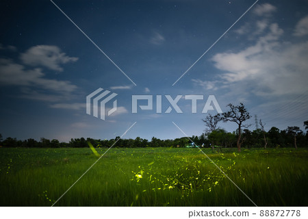 Firefly, lightning bugs flying in the field at night Firefly, lightning bugs flying in the field at night 88872778