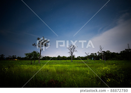 Firefly, lightning bugs flying in the field at night Firefly, lightning bugs flying in the field at night 88872780
