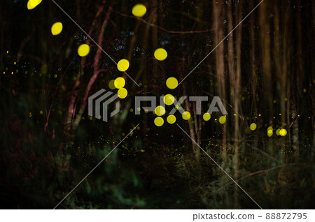 Firefly, lightning bugs flying at night in the forest Firefly, lightning bugs flying at night in the forest 88872795