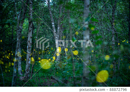 Firefly, lightning bugs flying at night in the forest Firefly, lightning bugs flying at night in the forest 88872796