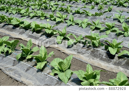 Cultivation of tobacco Cultivation of tobacco 88872928