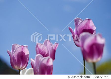 Copy space of light and blue sky through tulip petals 88872946