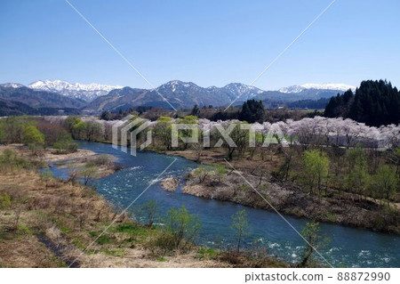 Cherry blossoms in Niigata prefecture, Senbon cherry blossoms in Natsui, Tainai city 88872990