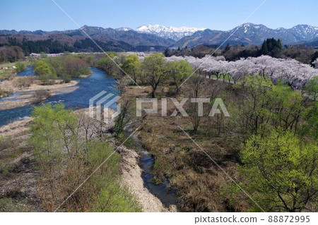新潟縣櫻花、台內市夏井千本櫻花 新潟縣櫻花、台內市夏井千本櫻花 88872995