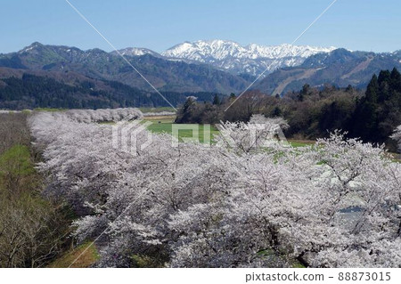 新潟縣櫻花、台內市夏井千本櫻花 88873015