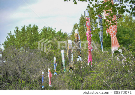 世田谷區烏內智達堀公園民香園的鯉魚旗和武士旗 88873071