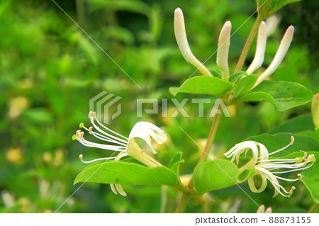 忍冬屬植物白花 88873155