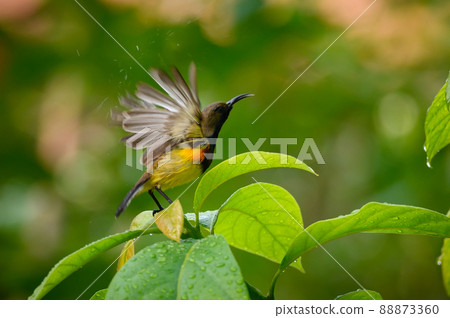 Olive backed sunbird Olive backed sunbird 88873360