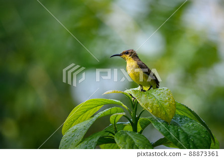 Olive backed sunbird Olive backed sunbird 88873361