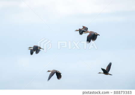 Lesser Whistling Duck bird Lesser Whistling Duck bird 88873383