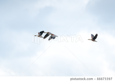 Lesser Whistling Duck bird 88873397