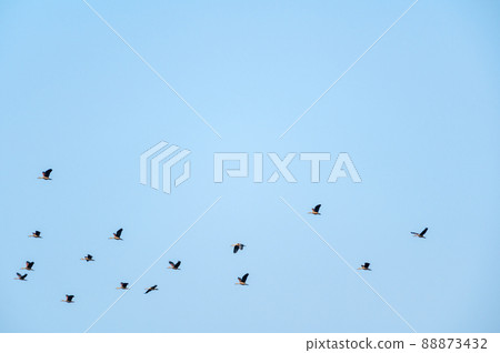 Lesser Whistling Duck Lesser Whistling Duck 88873432