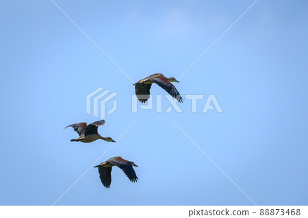 Lesser Whistling Duck bird 88873468