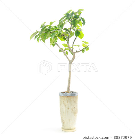 Potted plant of foliage plant, Ficus umbellata [white background] 88873979