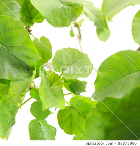 Ficus umbellata 的葉子，一種觀葉植物 [白色背景] 88873980