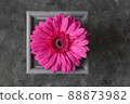 Gerbera flower in a gray frame on a gray background 88873982