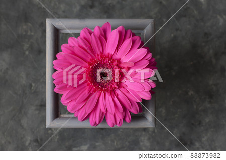 Gerbera flower in a gray frame on a gray background Gerbera flower in a gray frame on a gray background 88873982