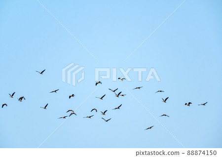 Lesser Whistling Duck 88874150