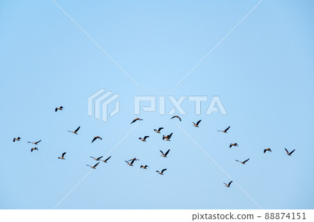 Lesser Whistling Duck 88874151