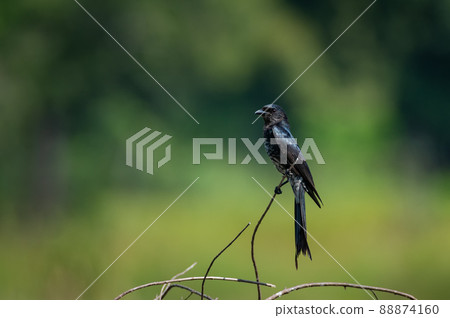 Black Drongo bird. Black Drongo bird. 88874160