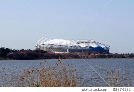 櫻花盛開 電化大天鵝體育場 櫻花盛開 電化大天鵝體育場 88874182