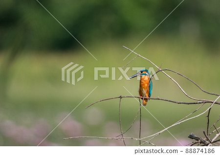 Common kingfisher, Alcedo atthis Common kingfisher, Alcedo atthis 88874186