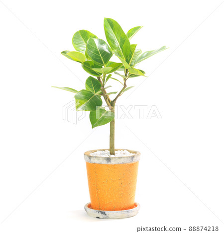 Potted plant of Ficus altissima, a foliage plant [white background] 88874218