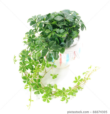 Ornamental plant, sugar vine leaf [white background] 88874305